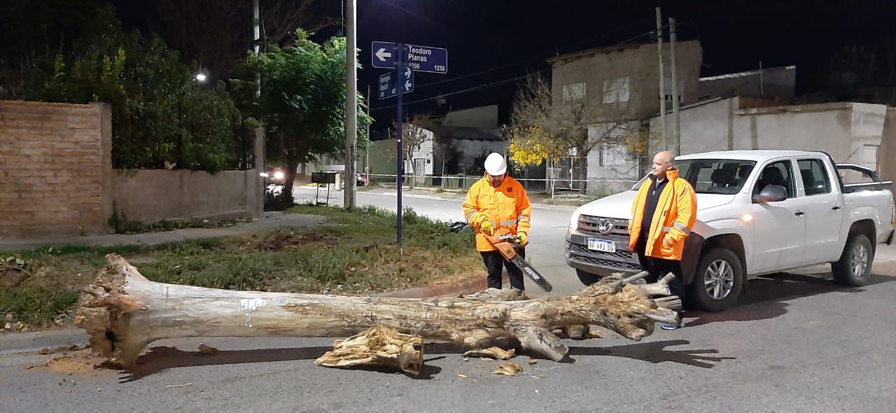 Por los fuertes vientos, la Municipalidad asistió en toda la ciudad por caída de árboles, ramas y postes thumbnail